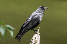 Rabenkrhe [Corvus corone]
