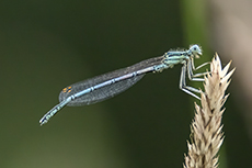 Blaue Federlibelle [Platycnemis pennipes]