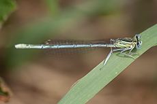 Blaue Federlibelle [Platycnemis pennipes]