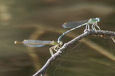 Blaue Federlibelle Paarung [Platycnemis pennipes]