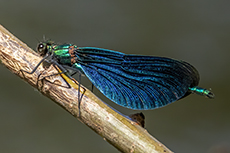 Blauflgel-Prachtlibelle mnnchen [Calopteryx virgo]