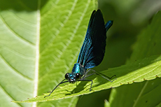 Blauflgel-Prachtlibelle mnnchen [Calopteryx virgo]