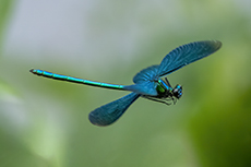 Blauflgel-Prachtlibelle mnnchen im Flug [Calopteryx virgo]