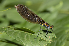 Blauflgel-Prachtlibelle weibchen [Calopteryx virgo]