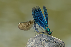 Blauflgel-Prachtlibelle Paarung [Calopteryx virgo]