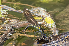 Blauflgel-Prachtlibelle Eiablage [Calopteryx virgo]