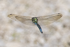 Blaugrne Mosaikjungfer [Aeshna cyanea]