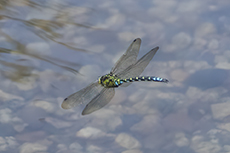 Blaugrne Mosaikjungfer [Aeshna cyanea]