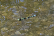 Blaugrne Mosaikjungfer [Aeshna cyanea]