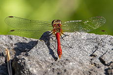 Blutrote Heidelibelle [Sympetrum sanguineum]