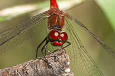 Blutrote Heidelibelle [Sympetrum sanguineum]