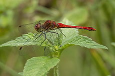 Blutrote Heidelibelle [Sympetrum sanguineum]