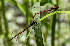 Frhe Adonislibelle [Pyrrhosoma nymphula]