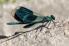 Gebnderte Prachtlibelle mnnchen [Calopteryx splendens]