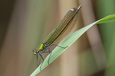 Gebnderte Prachtlibelle weibchen [Calopteryx splendens]