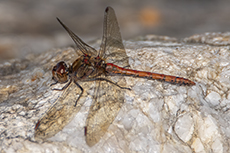 Gemeine Heidelibelle [Sympetrum vulgatum]