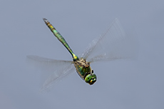Glnzende Smaragdlibelle [Somatochlora metallica]