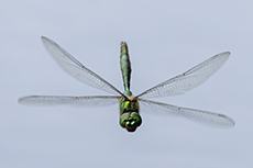 Glnzende Smaragdlibelle [Somatochlora metallica]