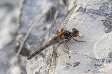 Groe Heidelibelle mnnchen [Sympetrum striolatum]