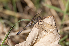 Groe Heidelibelle weibchen [Sympetrum striolatum]