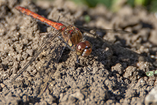 Groe Heidelibelle mnnchen [Sympetrum striolatum]
