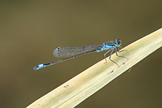 Groe Pechlibelle [Ischnura elegans]