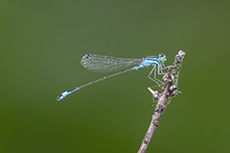 Groe Pechlibelle [Ischnura elegans]