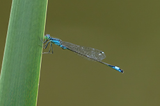 Groe Pechlibelle [Ischnura elegans]