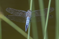 Groer Blaupfeil mnnchen [Orthetrum cancellatum]