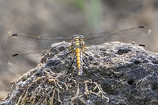 Groer Blaupfeil weibchen [Orthetrum cancellatum]
