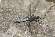 Groer Blaupfeil mnnchen [Orthetrum cancellatum]