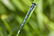 Hufeisen-Azurjungfer [Coenagrion puella]
