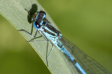 Hufeisen-Azurjungfer [Coenagrion puella]