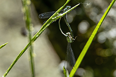 Hufeisen-Azurjungfer Paarung [Coenagrion puella]