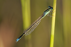 Kleine Pechlibelle [Ischnura pumilio]