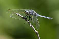 Kleiner Blaupfeil [Orthetrum coerulescens]