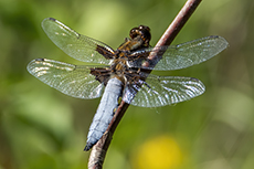Plattbauch mnnchen [Libellula depressa]