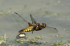 Plattbauch weibchen [Libellula depressa]
