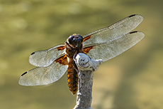 Plattbauch weibchen [Libellula depressa]