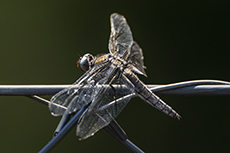 Spitzenfleck [Libellula fulva]
