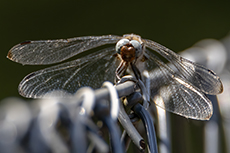 Spitzenfleck [Libellula fulva]