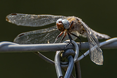 Spitzenfleck [Libellula fulva]