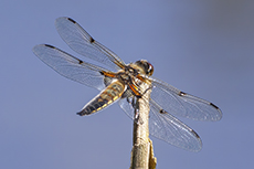 Vierfleck [Libellula quadrimaculata]