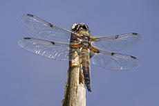 Vierfleck [Libellula quadrimaculata]