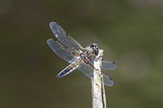 Vierfleck [Libellula quadrimaculata]