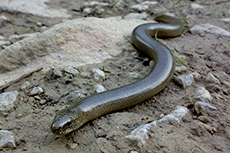 Westliche Blindschleiche [Anguis fragilis]