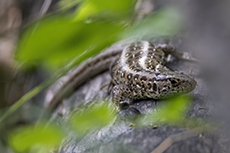 Zauneidechse Weibchen [Lacerta agilis]
