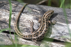 Zauneidechse Weibchen [Lacerta agilis]