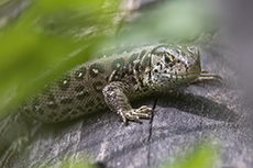 Zauneidechse Weibchen [Lacerta agilis]