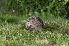Braunbrustigel [Erinaceus europaeus]